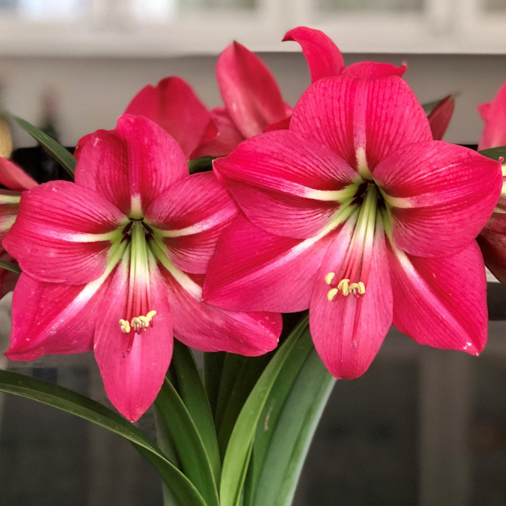 Amaryllis - Pink Flush: 1 Bulb