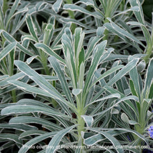 Euphorbia characias Glacier Blue 1G
