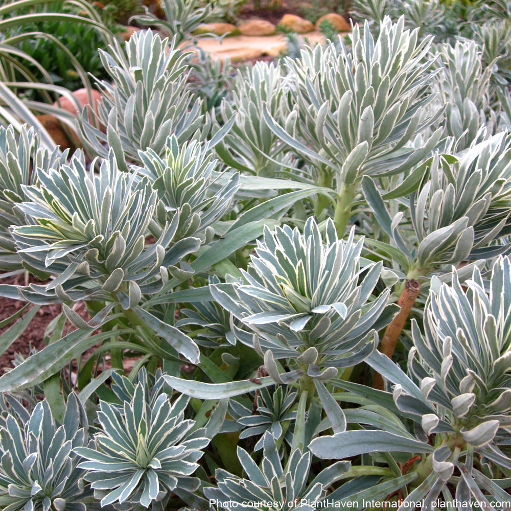 Euphorbia characias Glacier Blue 1G