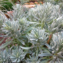 Euphorbia characias Glacier Blue 1G