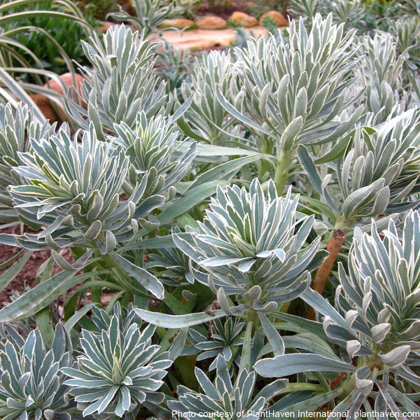 Euphorbia characias Glacier Blue 1G