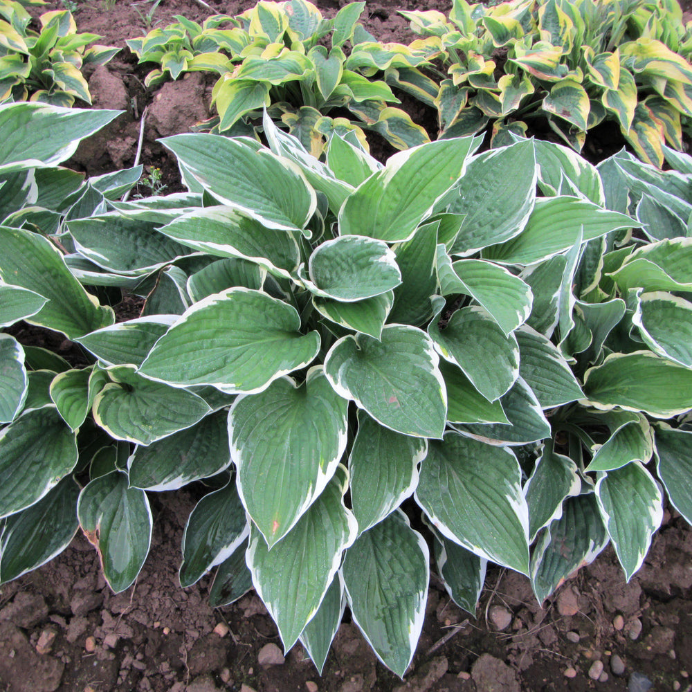 Hosta - Francee: 3 Bareroots