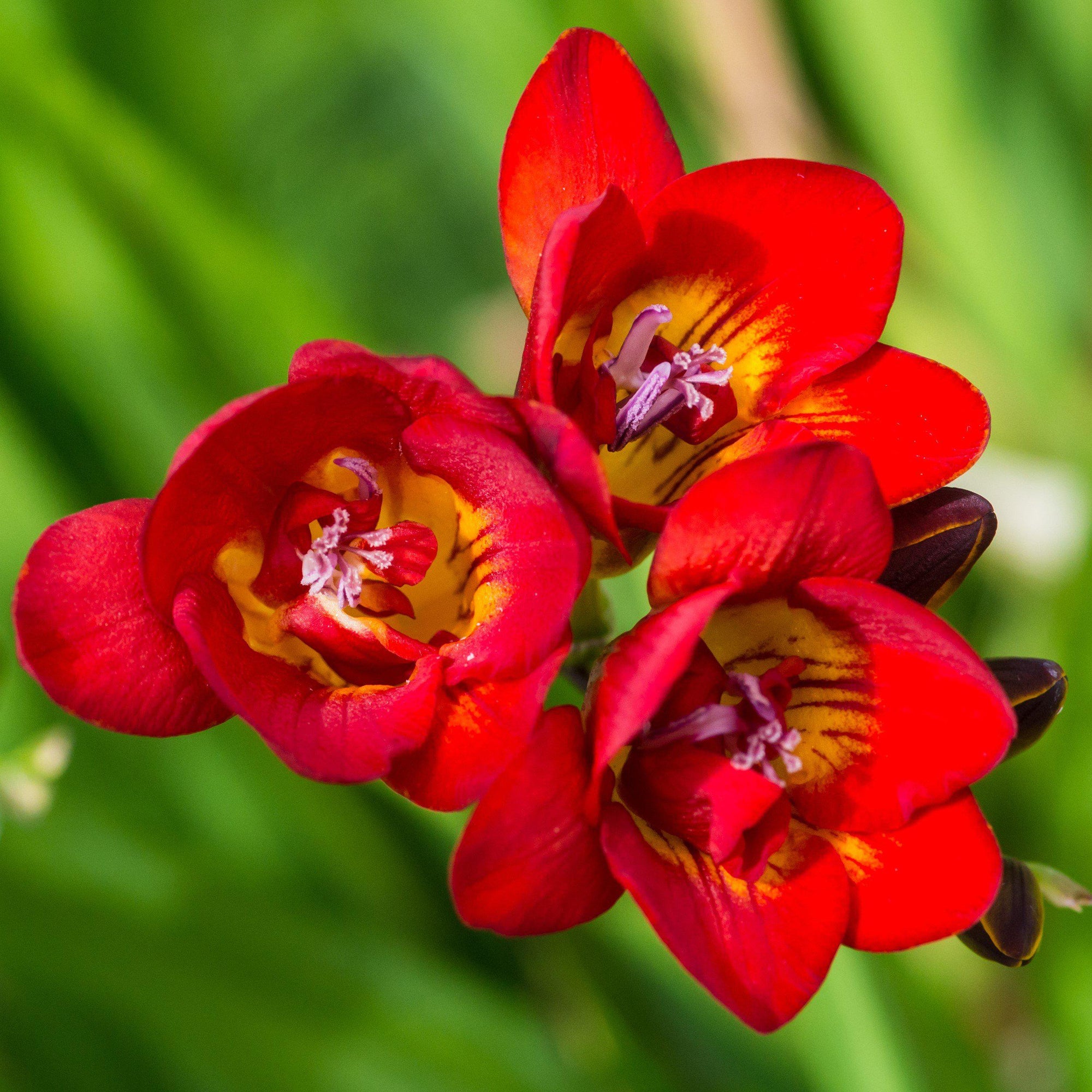 Freesia - Doubles Mix
