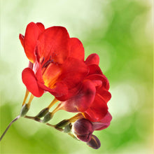 Freesia - Single Bi-Color