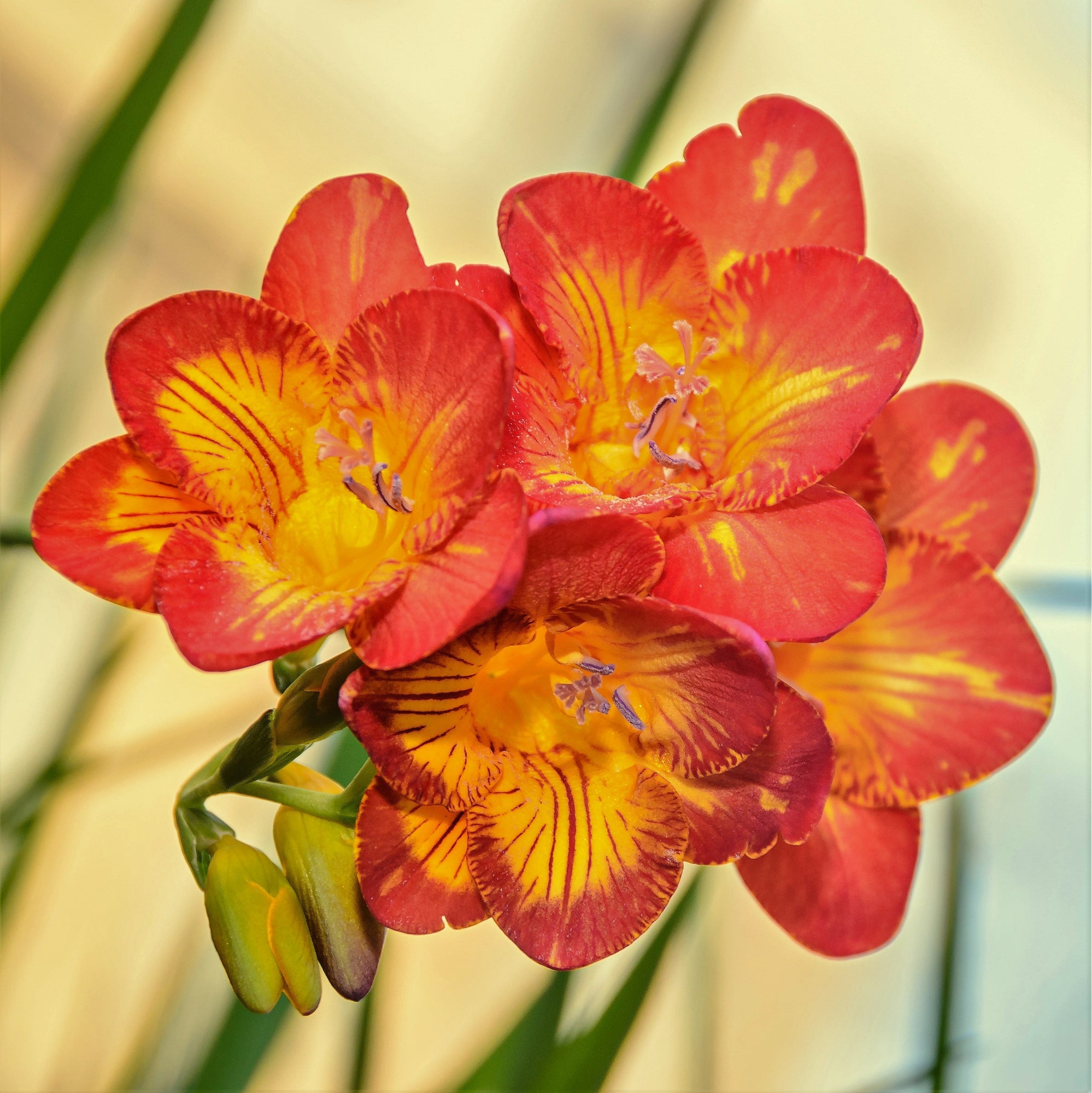 Freesia - Single Bi-Color