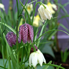 Fritillaria - Checkmate Mix: 50 Bulbs