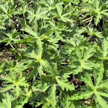 Geranium x Brookside 1G