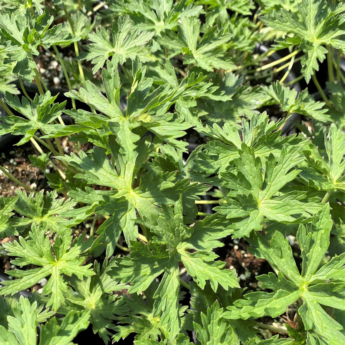 Geranium x Brookside 1G