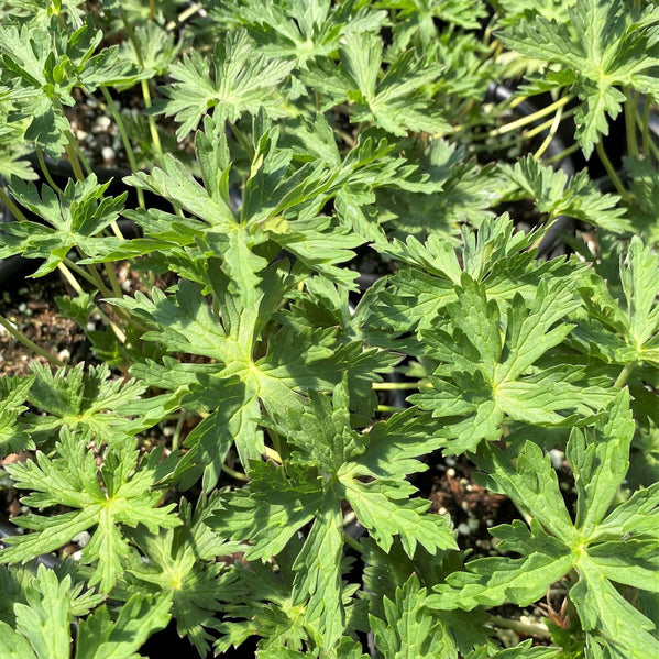 Geranium x Brookside 1G