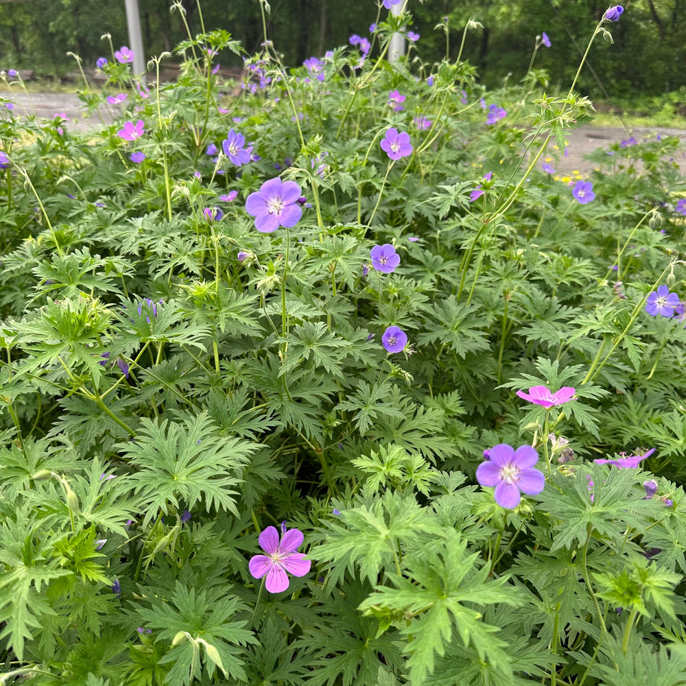 Geranium x Brookside 1G