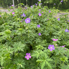 Geranium x Brookside 1G
