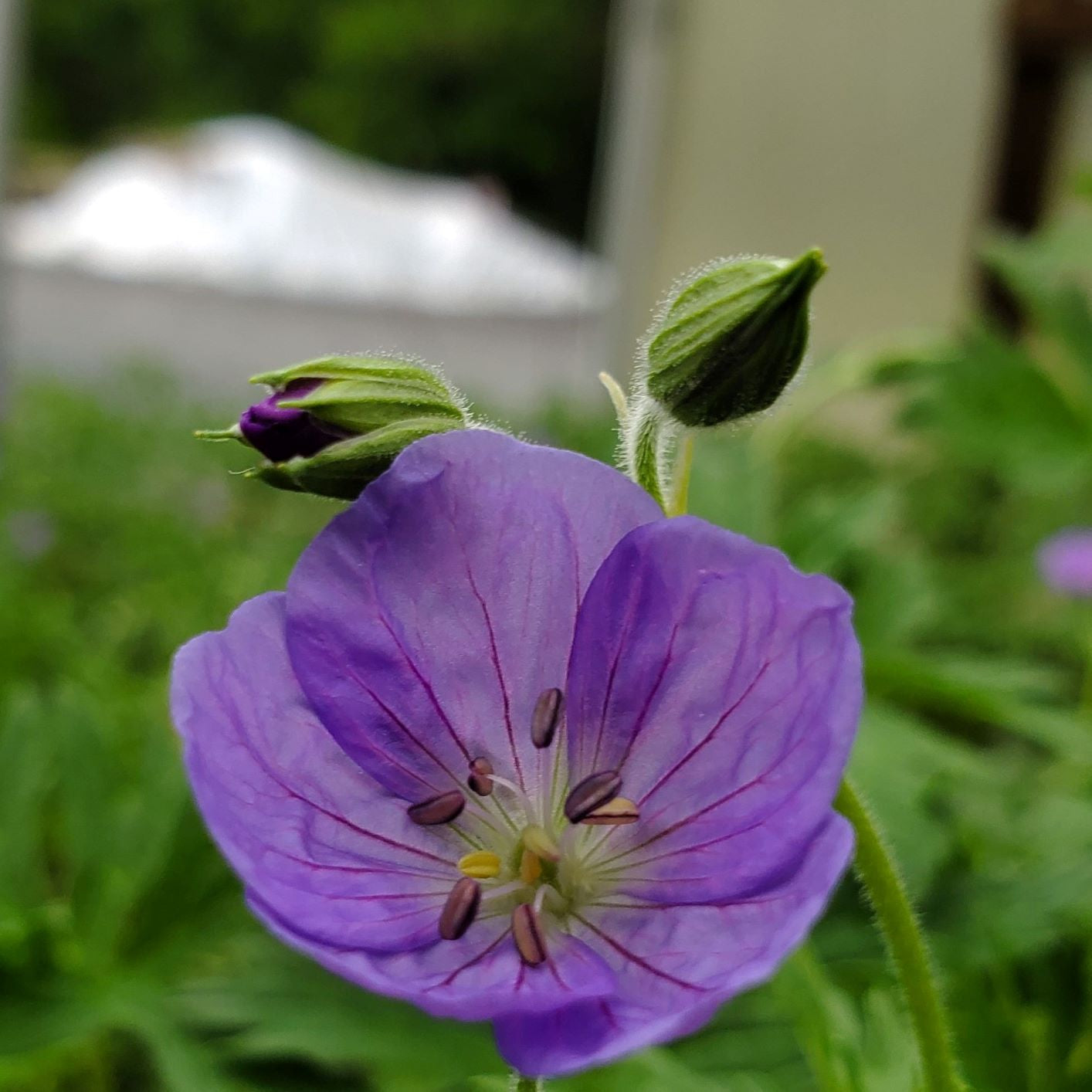 Geranium x Brookside 1G