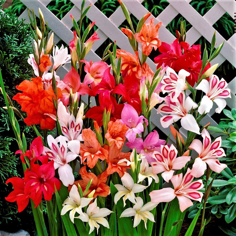 Gladiolus - Nanus Hardy Easy to Grow Mix: 30 Bulbs