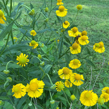 Helenium autumnale 1G
