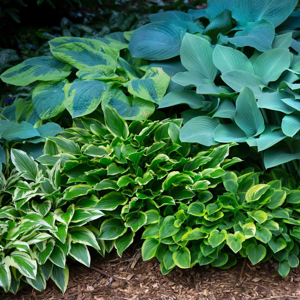 Hosta - Bumper Crop Mix