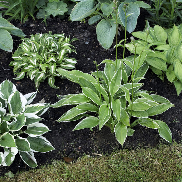 Hosta - Bumper Crop Mix