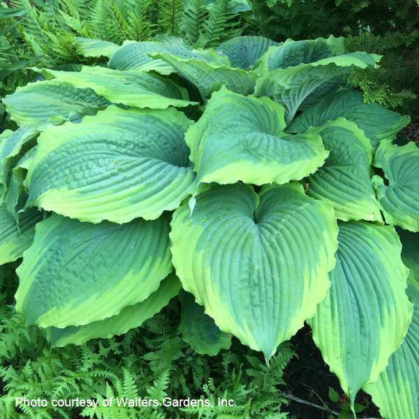 Hosta x Spartacus 1Q