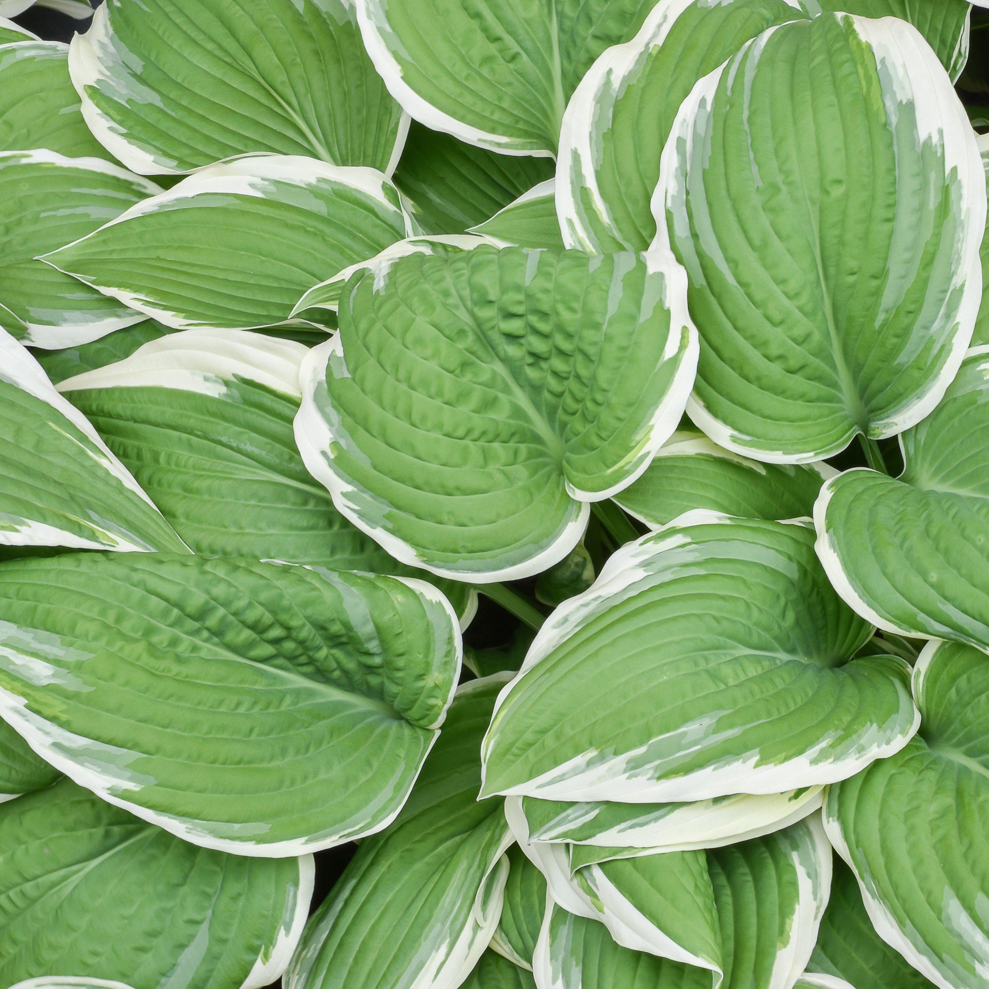 Hosta - Francee: 3 Bareroots