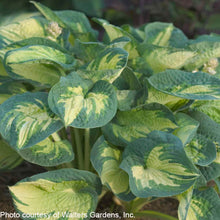 Hosta x Great Expectations 1Q