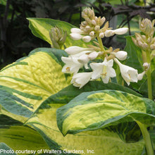 Hosta x Great Expectations 1Q