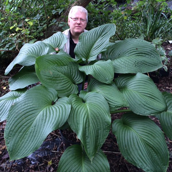 Hosta - T-Rex: 3 Bareroots