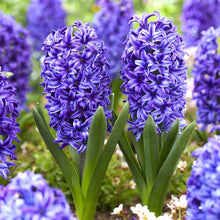 Hyacinth - Blue Jacket: 10 Bulbs