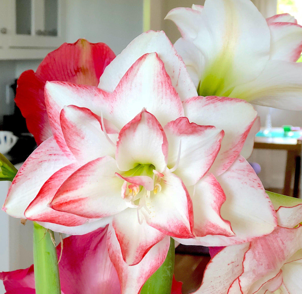 Amaryllis - Blossom Peacock: 1 Bulb