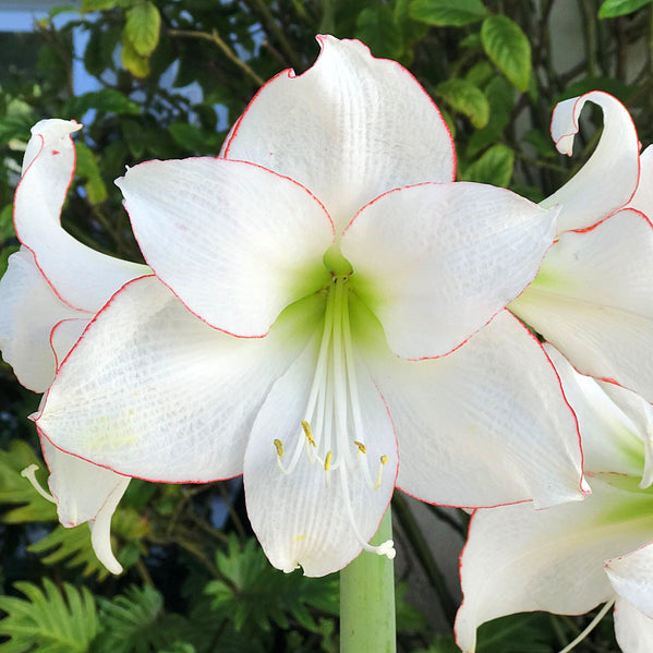 Amaryllis - Picotee: 1 Bulb