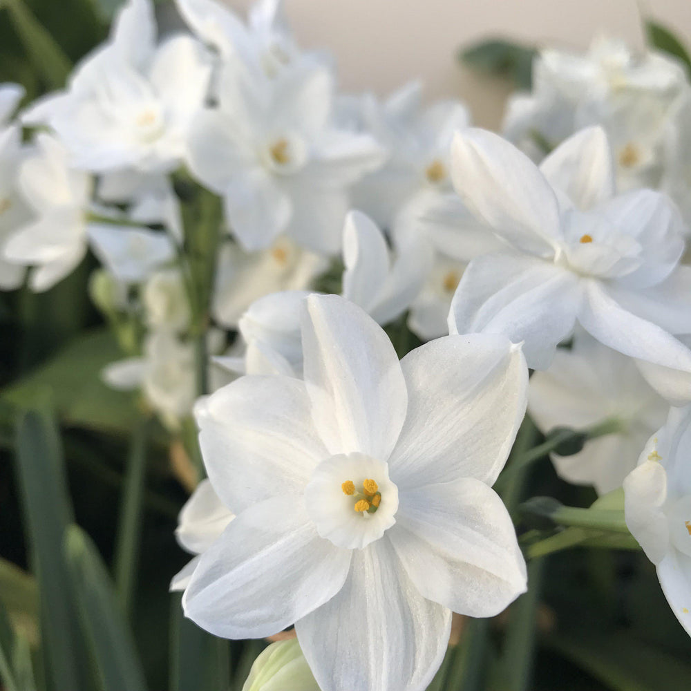 Narcissus - Paperwhite Ziva (17+ cm)