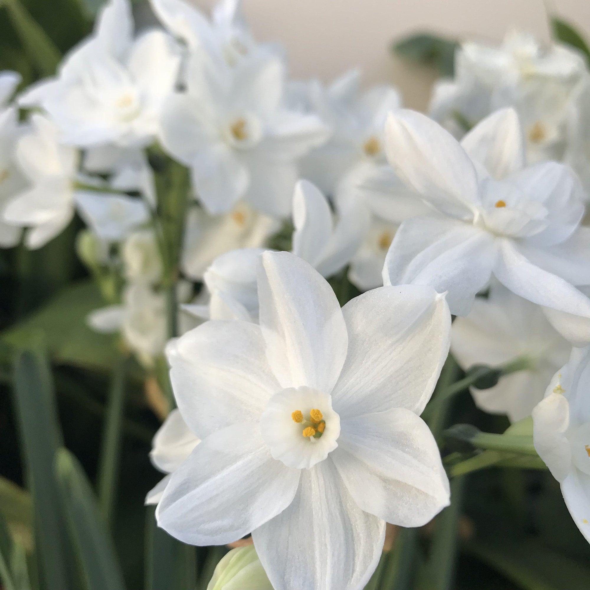 Narcissus - Paperwhite Ziva (17+ cm)