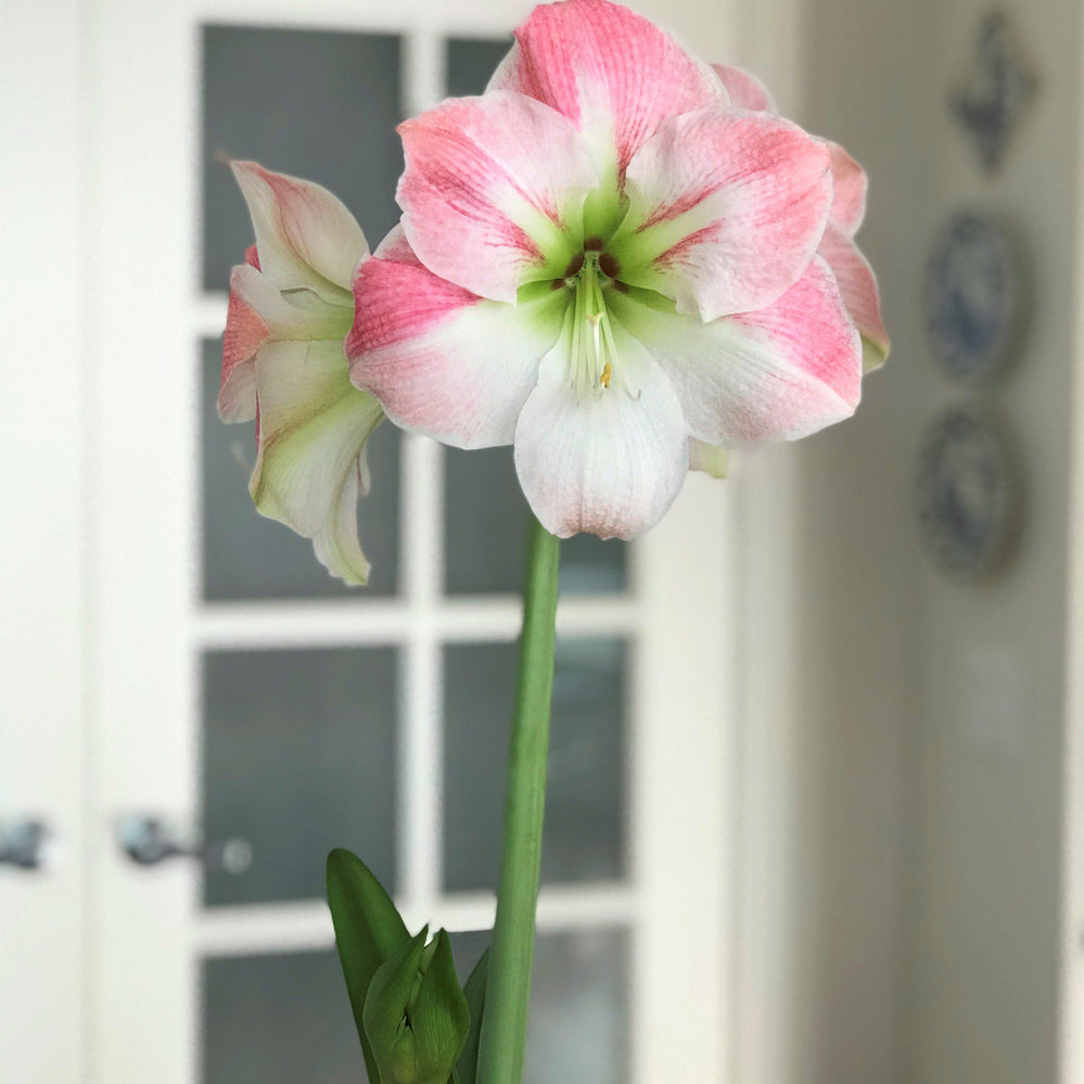 Amaryllis - Apple Blossom: 1 Bulb