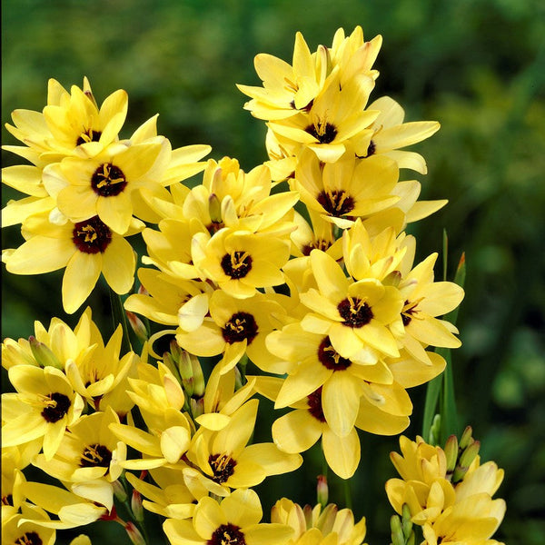 Ixia - Magic Wand Mix: 80 Bulbs