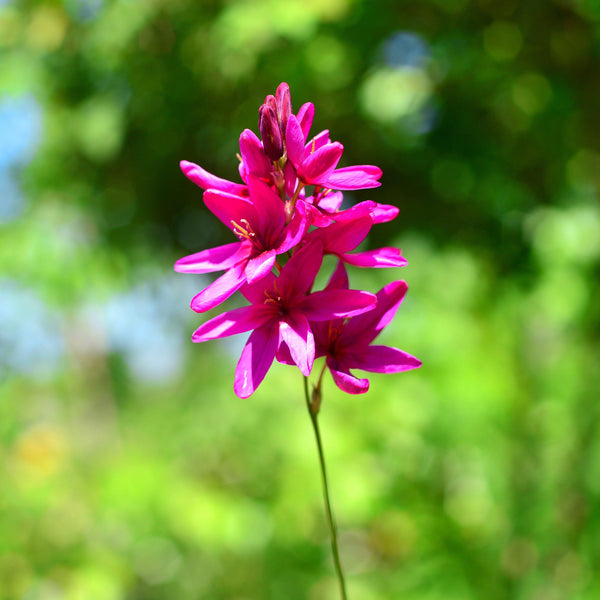 Ixia - Magic Wand Mix: 80 Bulbs