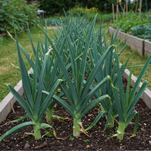Leek Seed
