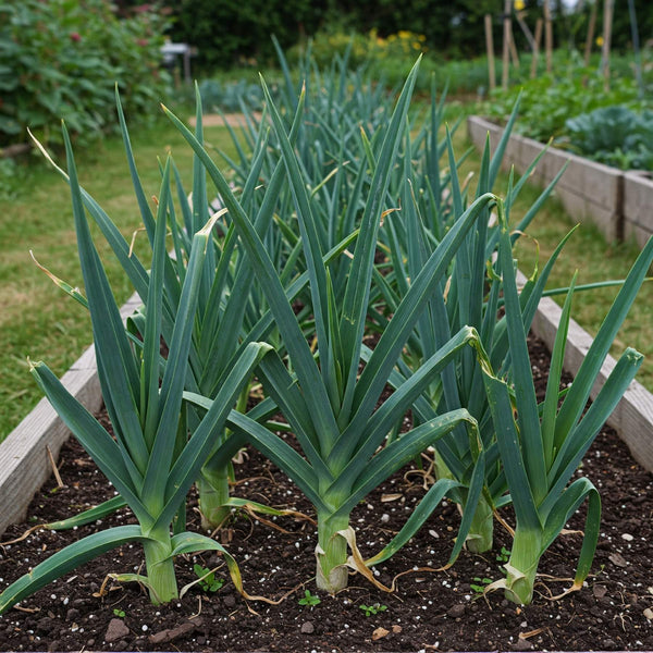 Leek Seed