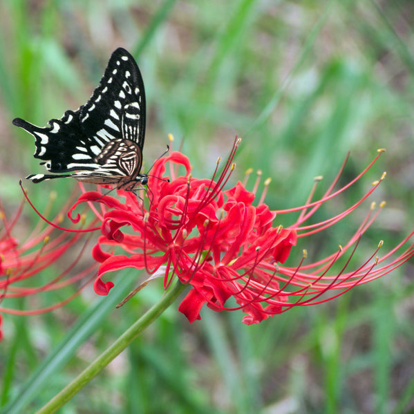 Lycoris - Radiata Red: 1 Bulb