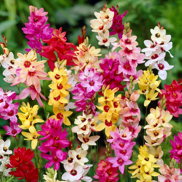 Ixia - Magic Wand Mix: 80 Bulbs