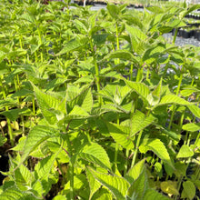 Monarda x Judith's Fancy Fuchsia 1G