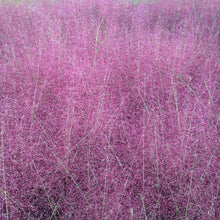Muhlenbergia capillaris 1G