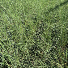 Muhlenbergia capillaris 1G