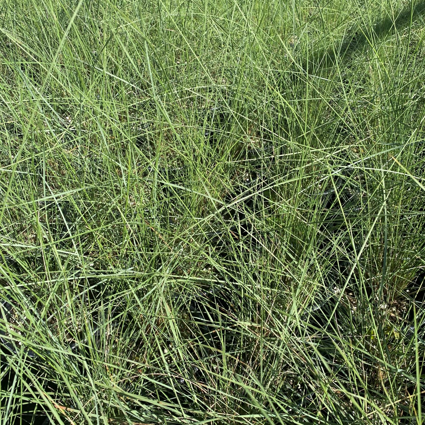 Muhlenbergia capillaris 1G