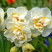 Narcissus - Daffodil Bridal Crown: 10 Bulbs