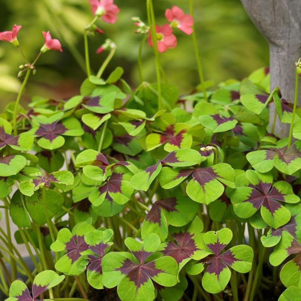 Oxalis - Iron Cross Good Luck Plant: 20 Bulbs