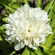 Peony - Officinalis Alba Plena: 1 Field Grown Division