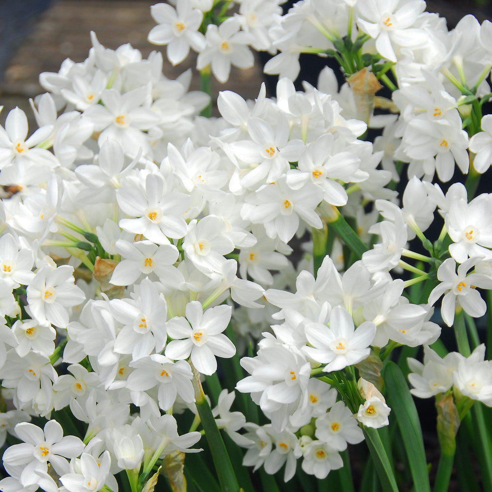 Narcissus - Paperwhite Ziva (17+ cm)