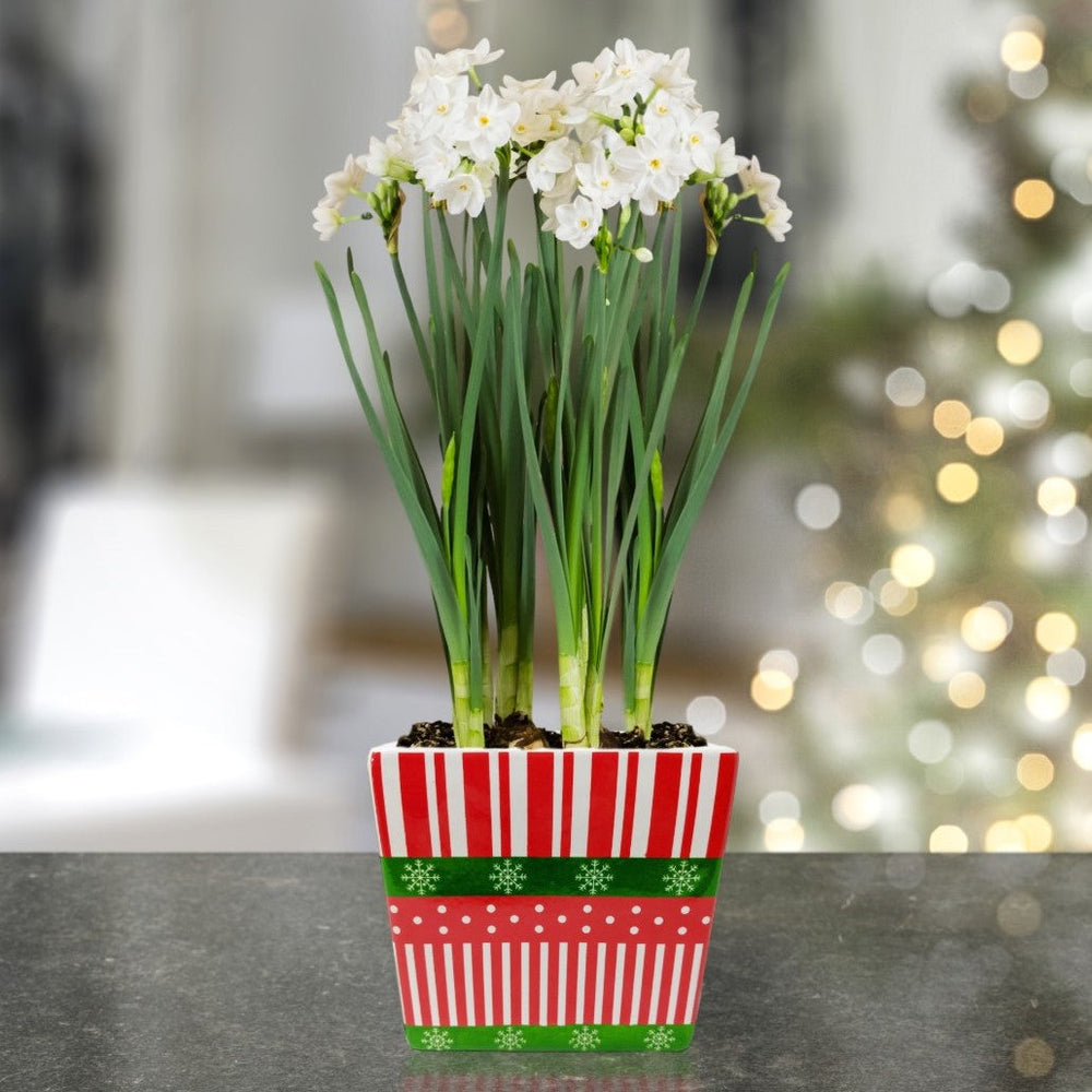 Narcissus - Paperwhite Bulbs in a Square Planter