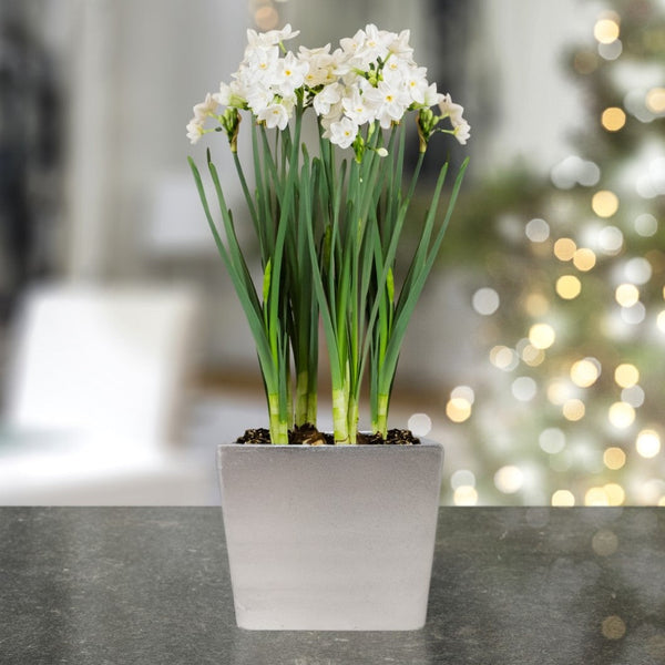 Narcissus - Paperwhite Bulbs in a Square Planter