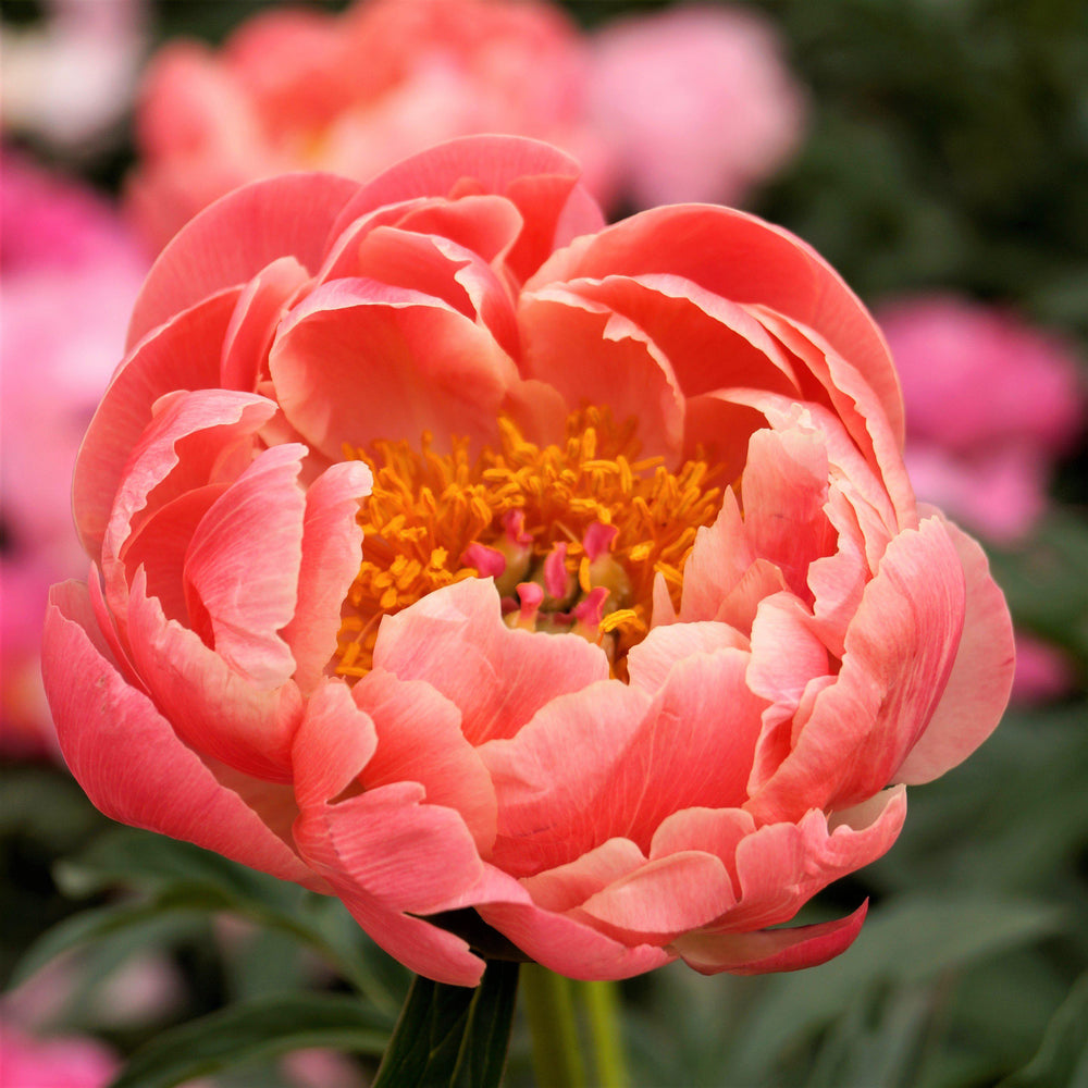 Peony - Coral Charm: 1 Field Grown Division