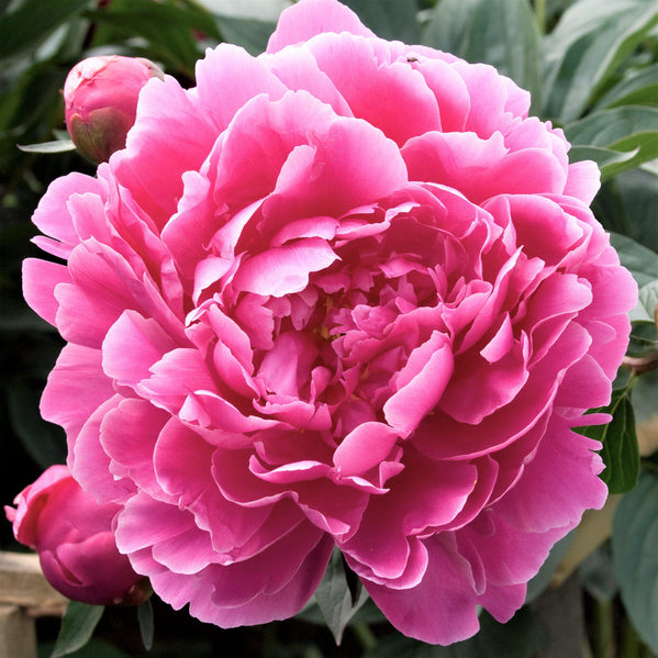 Peony - Dr Alexander Flemming: 1 Field Grown Division