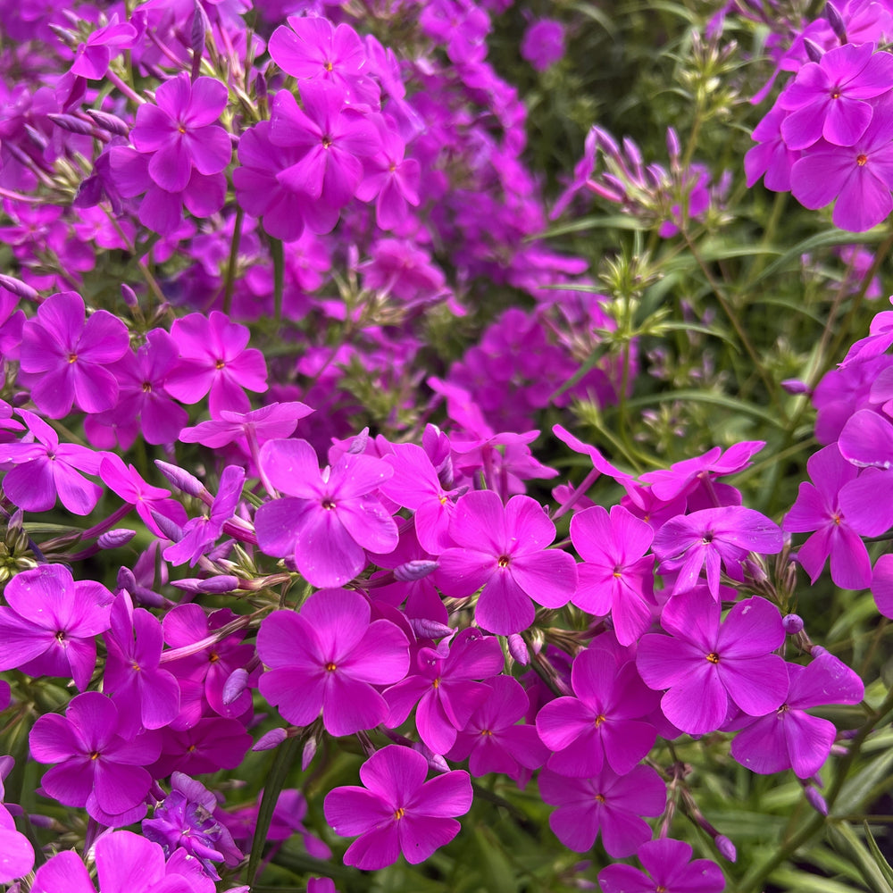 Phlox x Wanda 1G